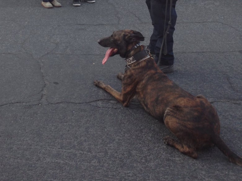 Nitro with his handler.